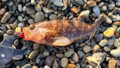 キジハタの釣果