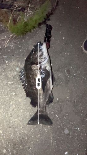 チヌの釣果