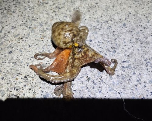 タコの釣果