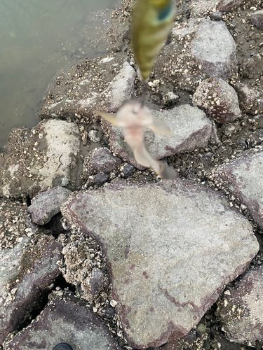マハゼの釣果