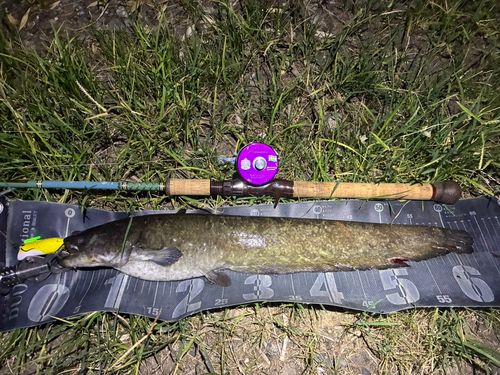 ナマズの釣果