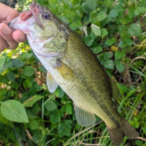 ラージマウスバスの釣果