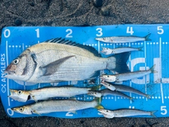 カマスの釣果