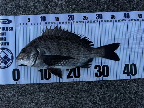 チヌの釣果