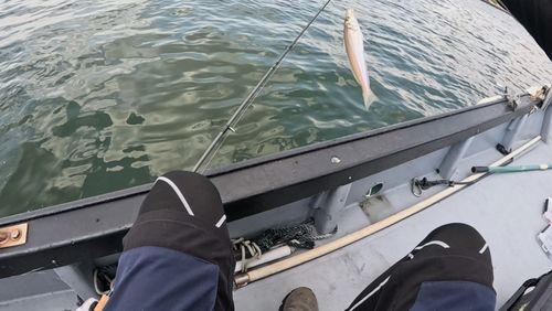 キスの釣果