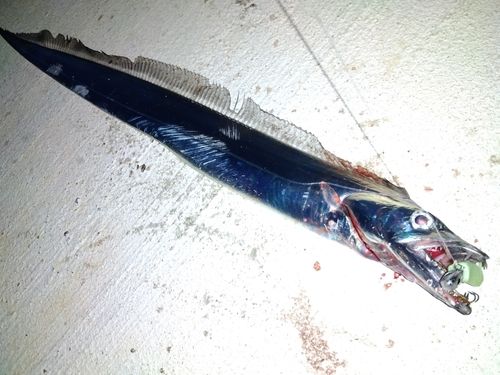 タチウオの釣果