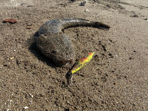 マゴチの釣果