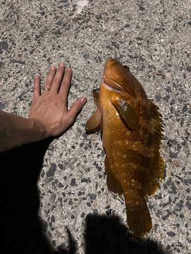 アコウの釣果
