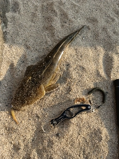 コチの釣果