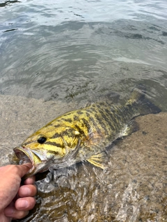 スモールマウスバスの釣果