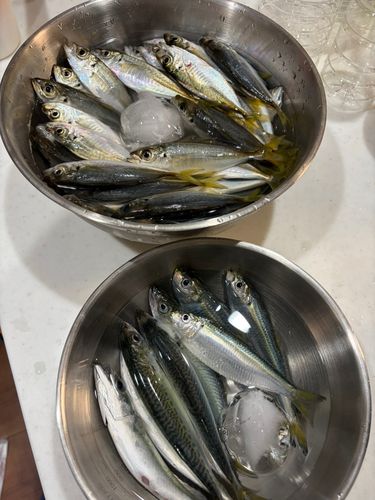 アジの釣果