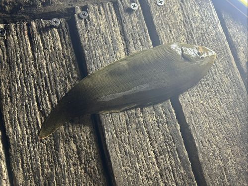 シタビラメの釣果