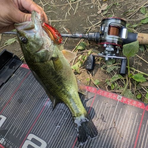 ラージマウスバスの釣果