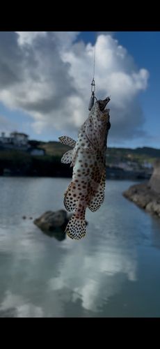 イシミーバイの釣果