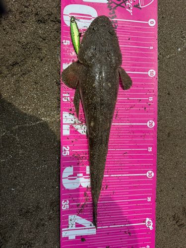 マゴチの釣果