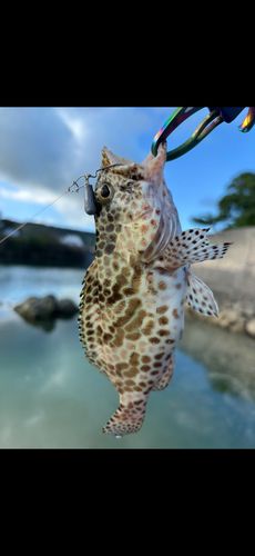 イシミーバイの釣果