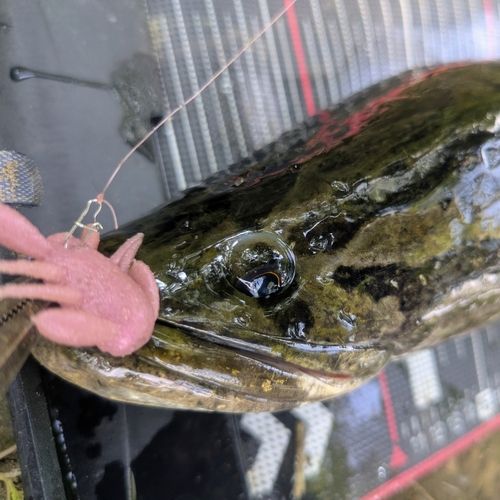 ライギョの釣果