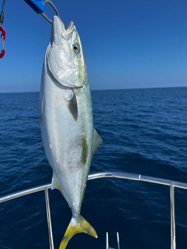 ヤズの釣果