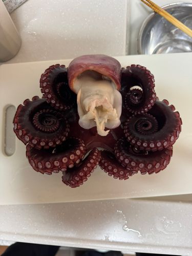 タコの釣果