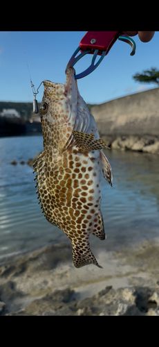 イシミーバイの釣果