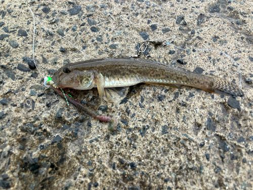 ハゼの釣果