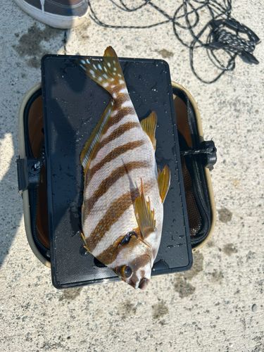 タカノハダイの釣果
