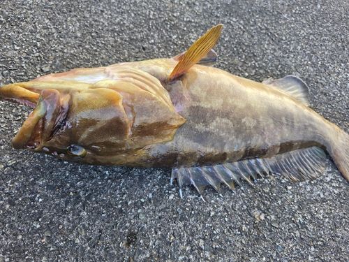 クエの釣果