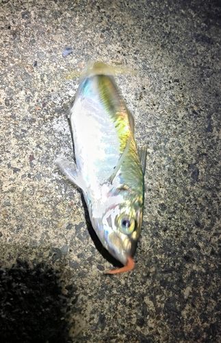 ガシラの釣果