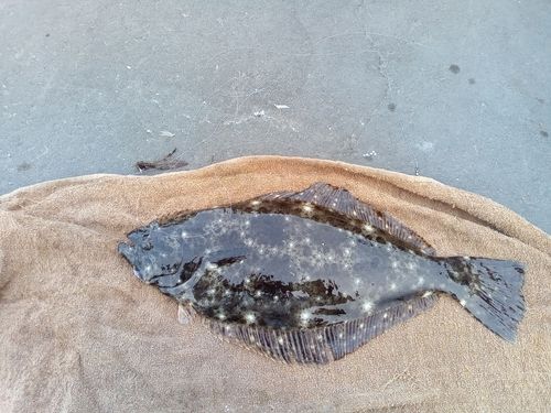 ソゲの釣果