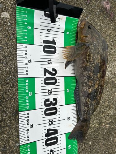 アイナメの釣果