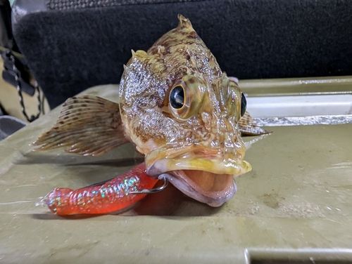ガシラの釣果