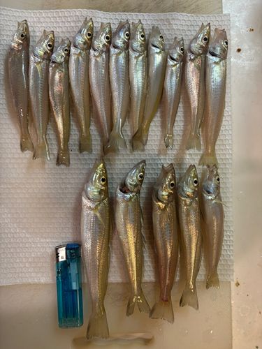 キスの釣果