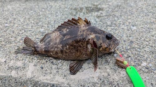 オウゴンムラソイの釣果