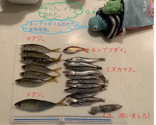 メアジの釣果