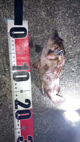 ソイの釣果
