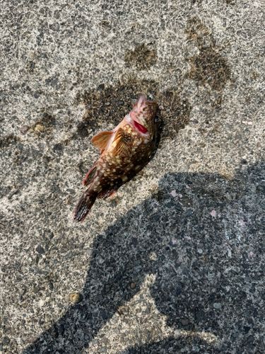 カサゴの釣果