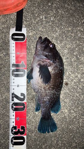 クロソイの釣果