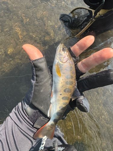 ヤマメの釣果