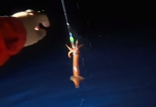 スルメイカの釣果