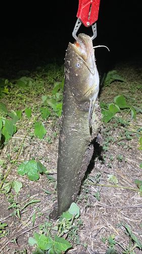 ナマズの釣果