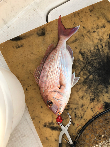 マダイの釣果