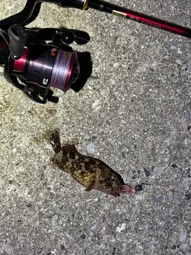 カサゴの釣果