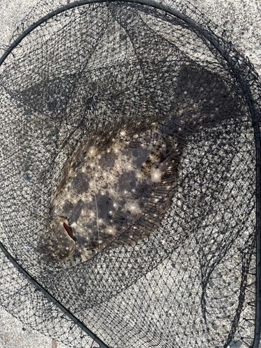 ヒラメの釣果