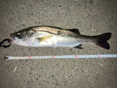 フッコ（マルスズキ）の釣果