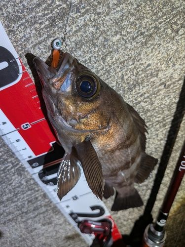 メバルの釣果