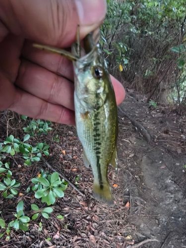 ラージマウスバスの釣果