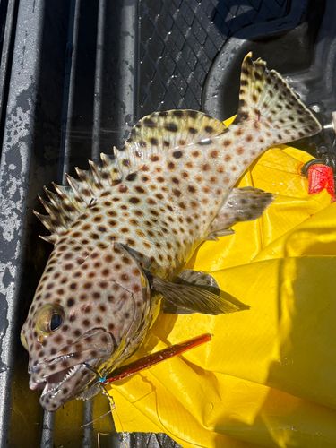 シロブチハタの釣果