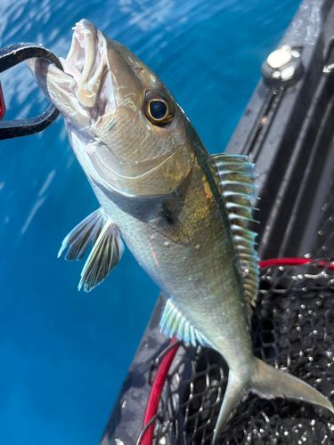 アオチビキの釣果