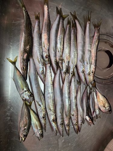 カマスの釣果