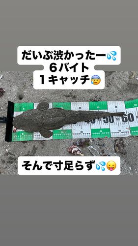 マゴチの釣果